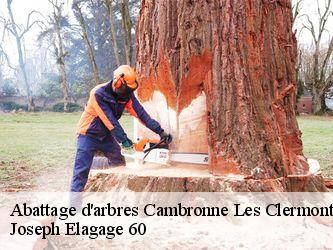Abattage d'arbres  cambronne-les-clermont-60290 Joseph Elagage 60