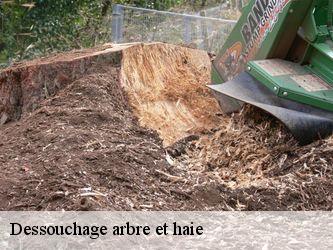 Dessouchage arbre et haie