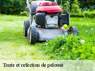 Tonte et refection de pelouse